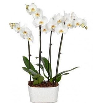 4 Stems Orchid Plant