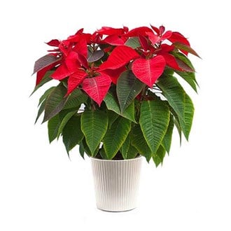 Poinsetia