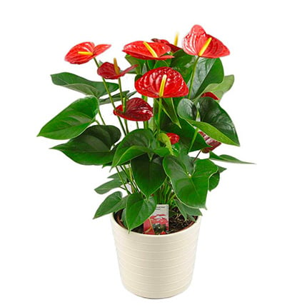 Send Plant of Anthurium to Norway