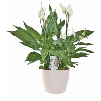 Spathiphyllum