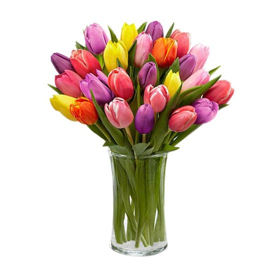 Multicolor Tulips